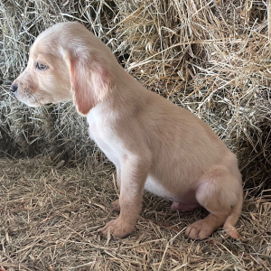 Labrador Retriever Puppy Bingo