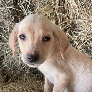 Labrador Retriever Puppy Bingo