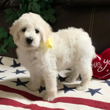 Poodle Puppy Sugar Pie