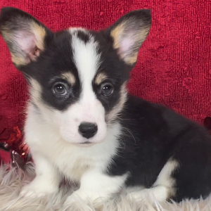 Pembroke Welsh Corgi Puppy Anna