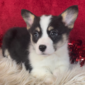 Pembroke Welsh Corgi Puppy Anna