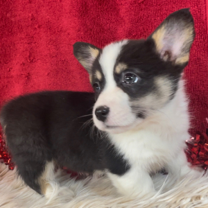 Pembroke Welsh Corgi Puppy Anna