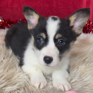Pembroke Welsh Corgi Puppy Anna