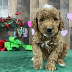 Goldendoodle Puppy Shelley