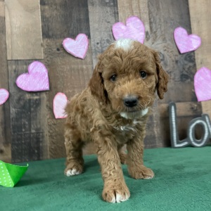 Goldendoodle Puppy Shelley