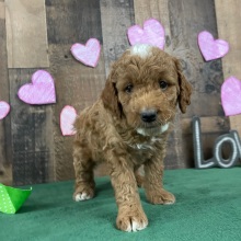 Goldendoodle Puppy Shelley