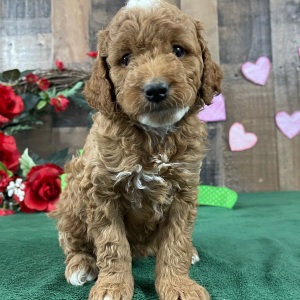 Goldendoodle Puppy Shelley