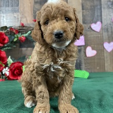 Goldendoodle Puppy Shelley