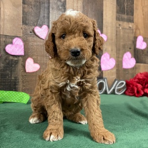 Goldendoodle Puppy Shelley