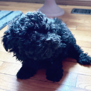 Poodle Puppy Peppy