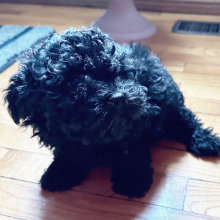 Poodle Puppy Peppy