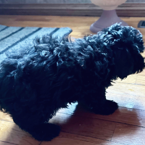 Poodle Puppy Peppy
