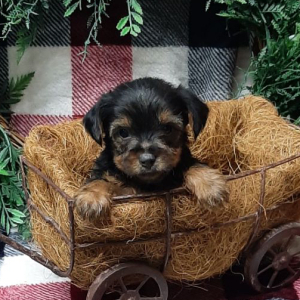 Yorkshire Terrier Puppy Chloe