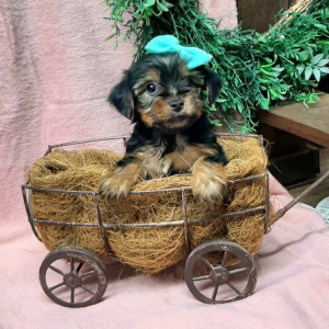 Yorkshire Terrier Puppy Chloe