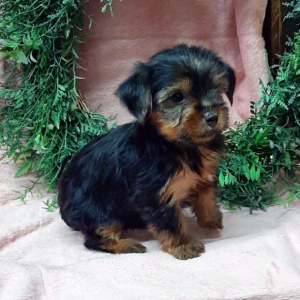 Yorkshire Terrier Puppy Chloe