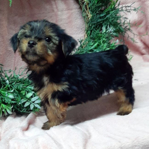 Yorkshire Terrier Puppy Chloe