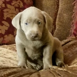 Labrador Retriever Puppy Asher
