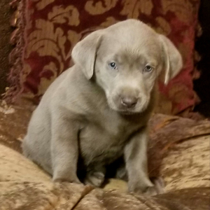 Labrador Retriever Puppy Asher