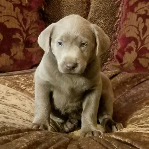 Labrador Retriever Puppy Asher