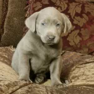 Labrador Retriever Puppy Asher