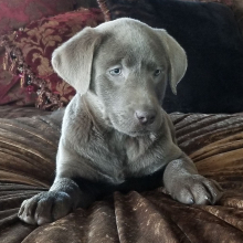Labrador Retriever Puppy Asher