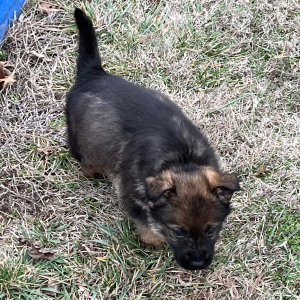 German Shepherd Dog Puppy Levi