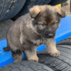 German Shepherd Dog Puppy Levi