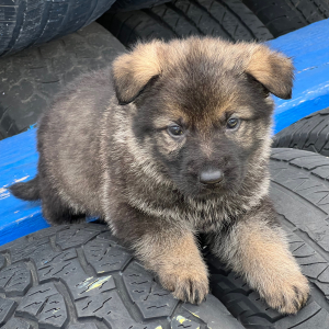German Shepherd Dog Puppy Levi