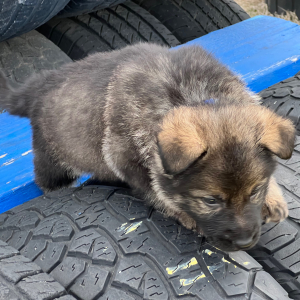 German Shepherd Dog Puppy Levi