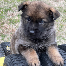 German Shepherd Dog Puppy Sage
