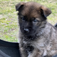 German Shepherd Dog Puppy Sage