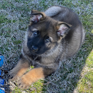 German Shepherd Dog Puppy Sage