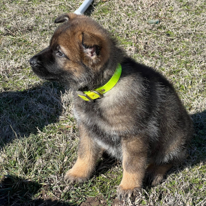 German Shepherd Dog Puppy Sage