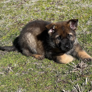 German Shepherd Dog Puppy Sage