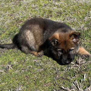 German Shepherd Dog Puppy Sage