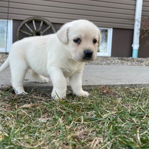 Labrador Retriever Puppy Erma