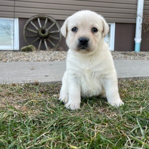 Labrador Retriever Puppy Erma