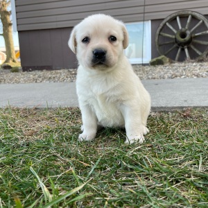 Labrador Retriever Puppy Erma