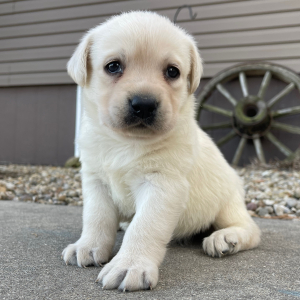 Labrador Retriever Puppy Erma