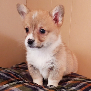 Pembroke Welsh Corgi Puppy Bullet