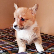 Pembroke Welsh Corgi Puppy Bullet