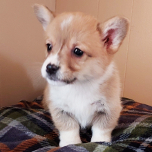 Pembroke Welsh Corgi Puppy Bullet