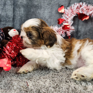 Shih Tzu Puppy Percy
