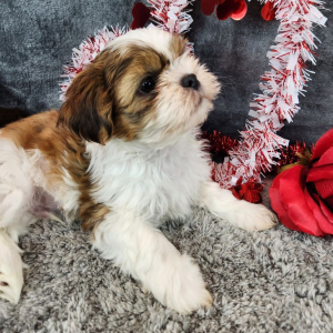 Shih Tzu Puppy Percy