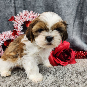 Shih Tzu Puppy Percy
