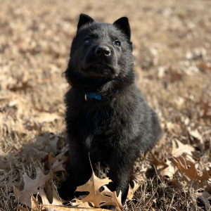 German Shepherd Dog Puppy Rocky