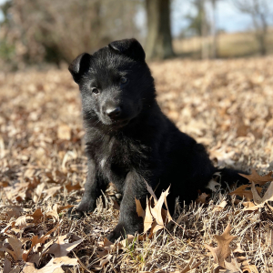 German Shepherd Dog Puppy Rocky