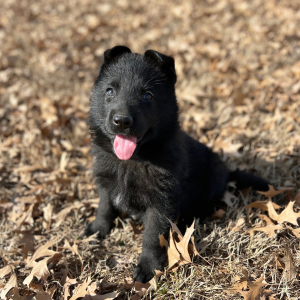 German Shepherd Dog Puppy Rocky