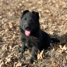 German Shepherd Dog Puppy Rocky