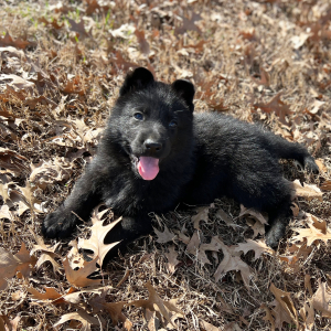 German Shepherd Dog Puppy Rocky